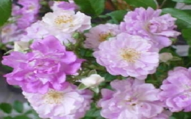 Szkółka Drzew i Krzewów Kroton