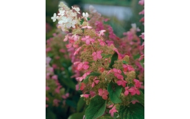 Szkółka Drzew i Krzewów Kroton