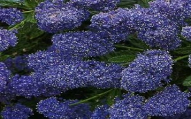 Szkółka Drzew i Krzewów Kroton