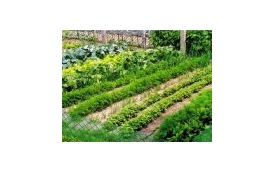 Sklep Ogrodniczy ROSA