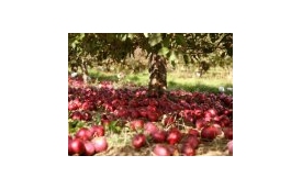 Sklep Ogrodniczy ROSA